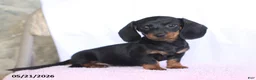 Miniature Dachshund dogs for sale: Carol - Ad 4