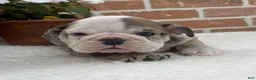 English Bulldog dogs for sale: Teresa - Ad 6