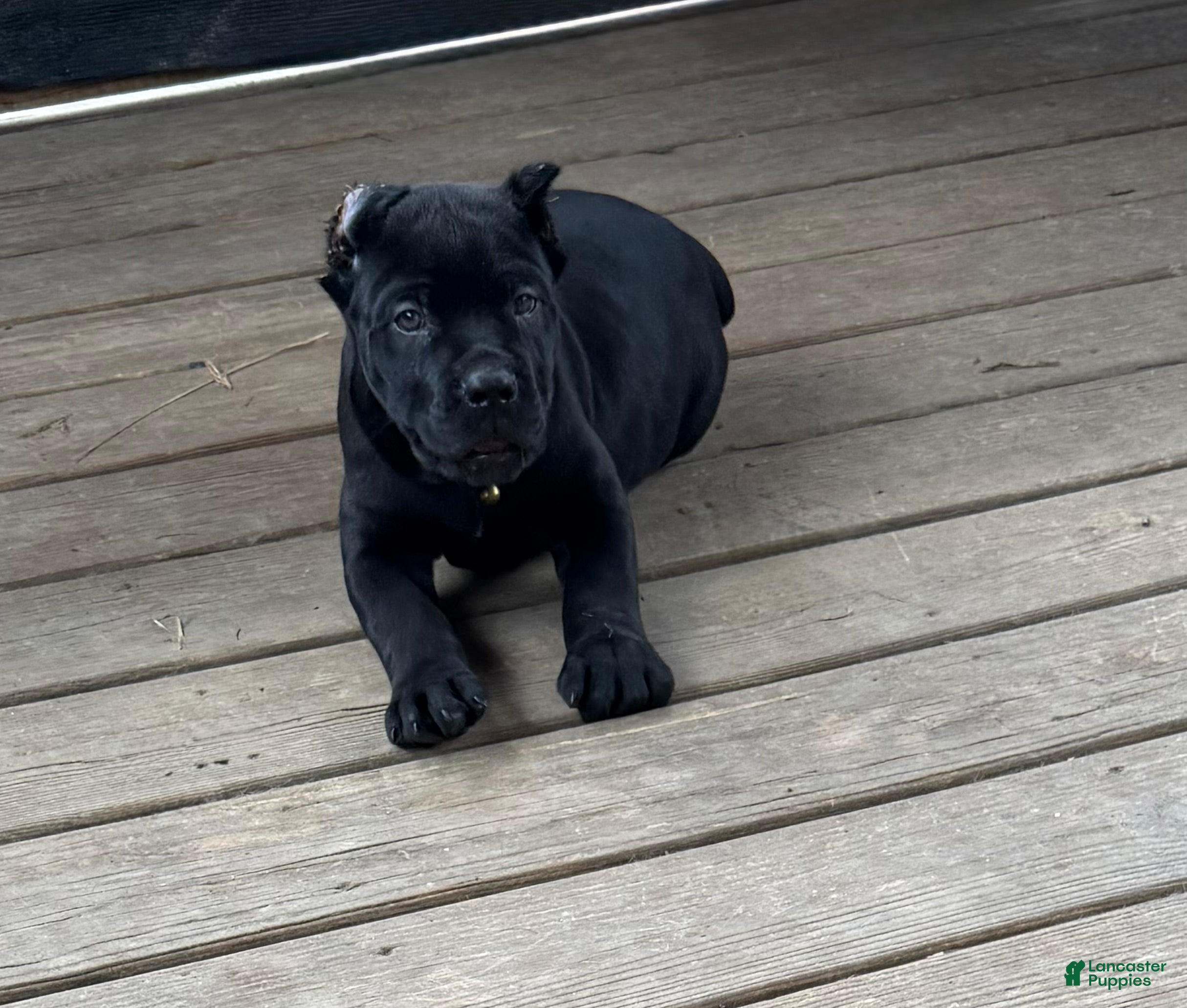 Cane Corso dogs Mordecai  - Ad 2