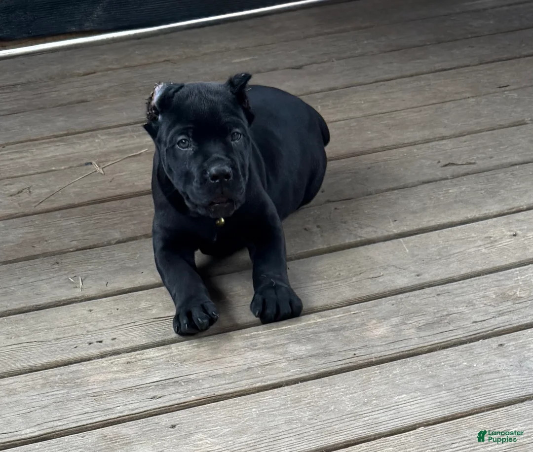 Cane Corso dogs for sale: Mordecai  - Ad 2