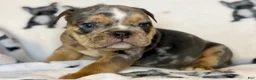 English Bulldog dogs for sale: Versace - Ad 54