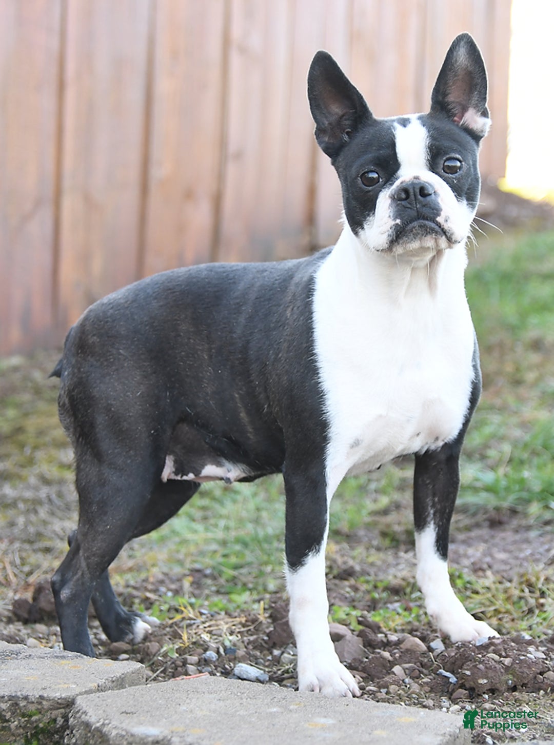 Boston Terrier dogs for sale: Maggie - Ad 4