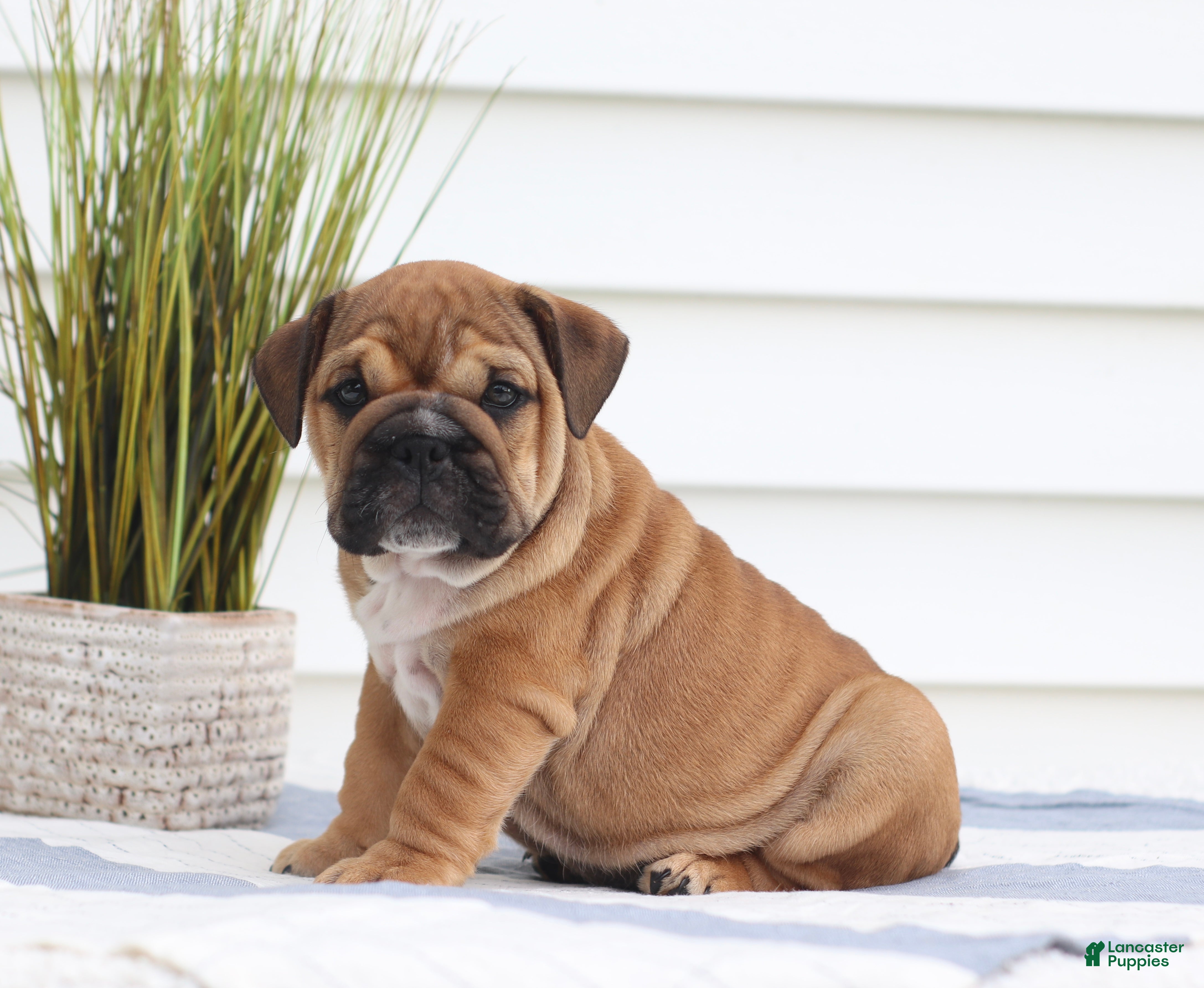 English Bulldog dogs Chuck - Ad 1