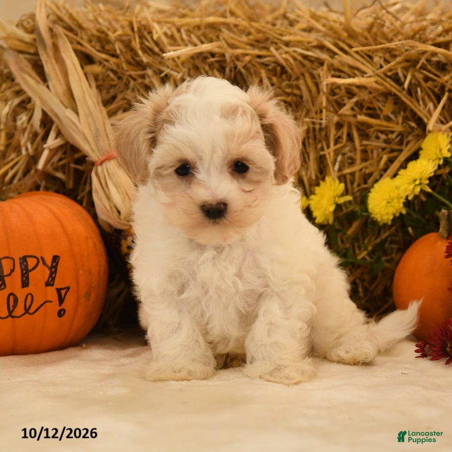 Maltipoo dogs Judith - Ad 1