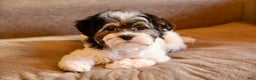 Shihpoo dogs for sale: Mia - Ad 11