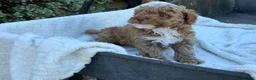 Toy Poodle dogs for sale: Galen - Ad 12