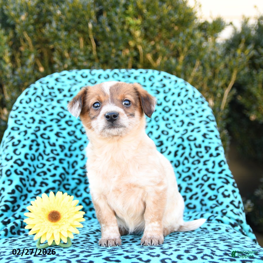 Mixed Breed dogs Lotty - Ad 2