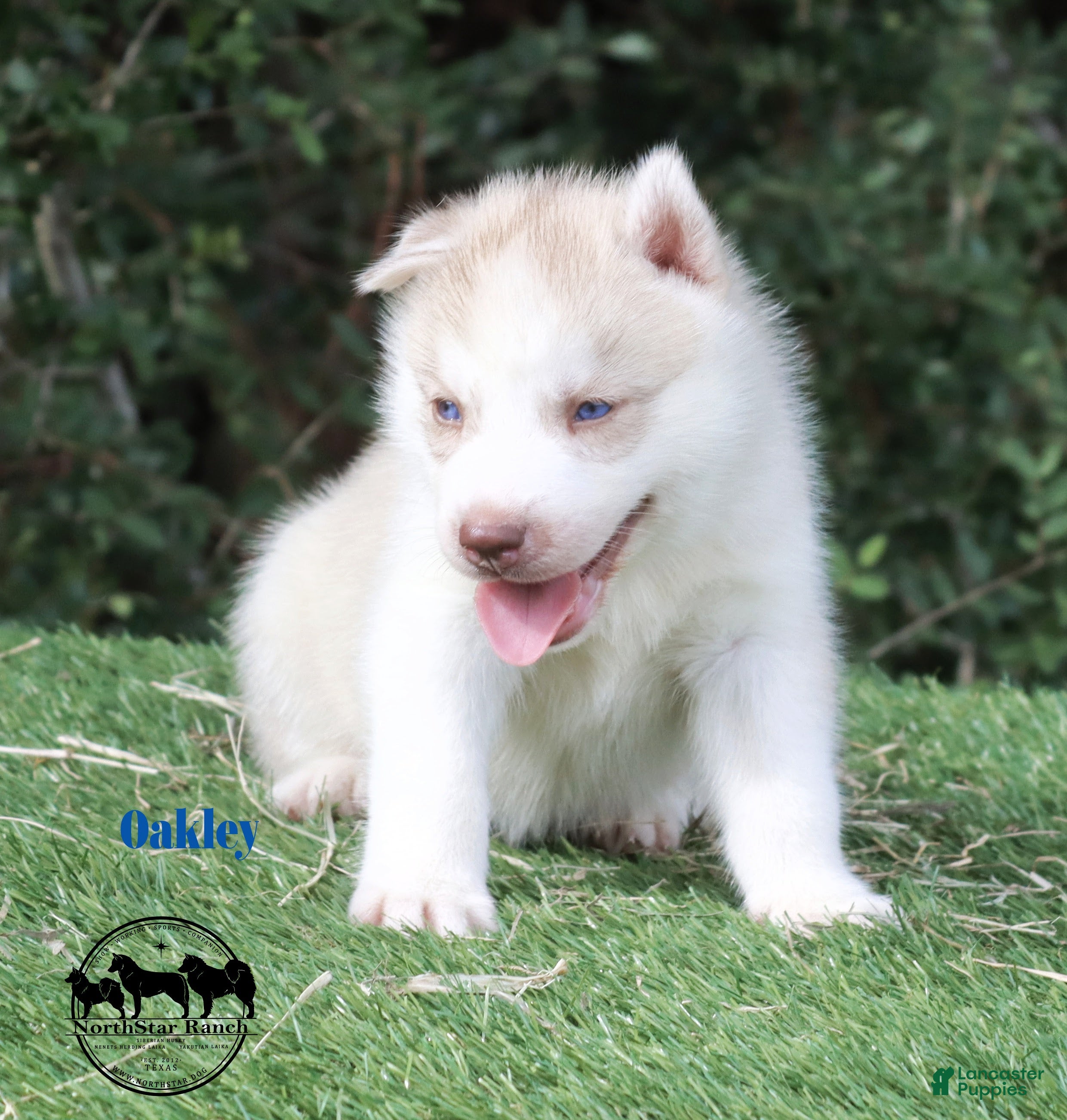 Husky Mix Pure White Husky Puppies For Sale Pure White Siberian