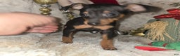Miniature Pinscher dogs for sale: Reese  - Ad 2