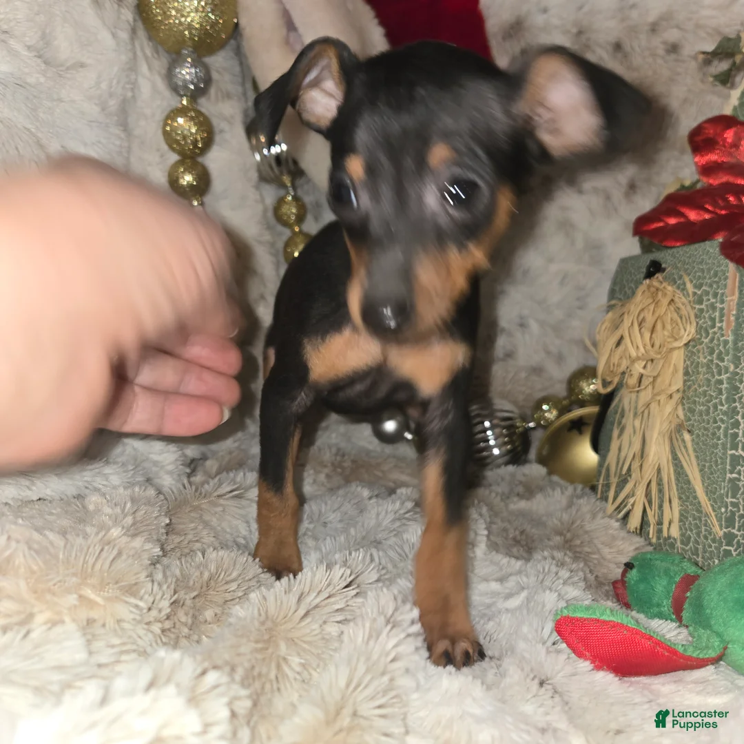 Miniature Pinscher dogs for sale: Reese  - Ad 2