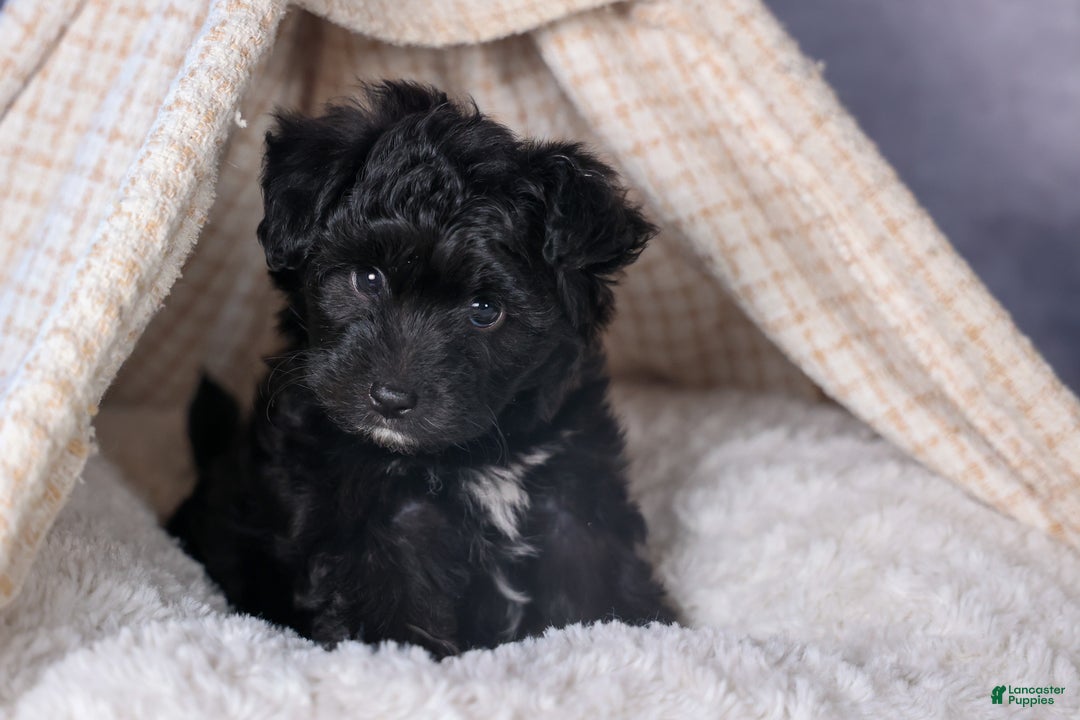 Mini Aussiedoodle dogs for sale: Kit Kat - Ad 30