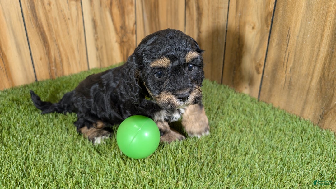 Cavapoo dogs for sale: Effie Boy 1 - Ad 4