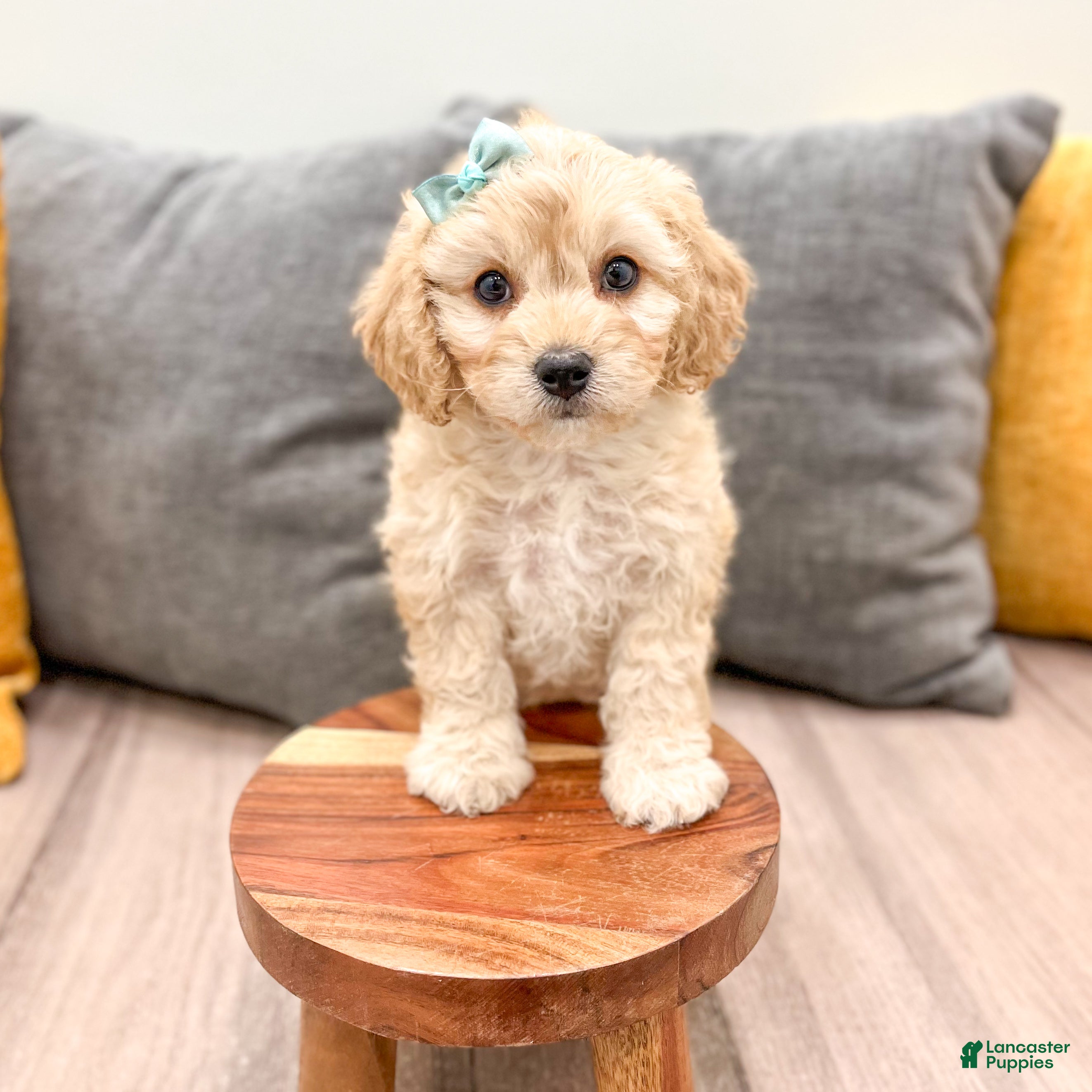 Cavachon dogs Willow - Ad 2