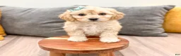 Cavachon dogs for sale: Willow - Ad 2