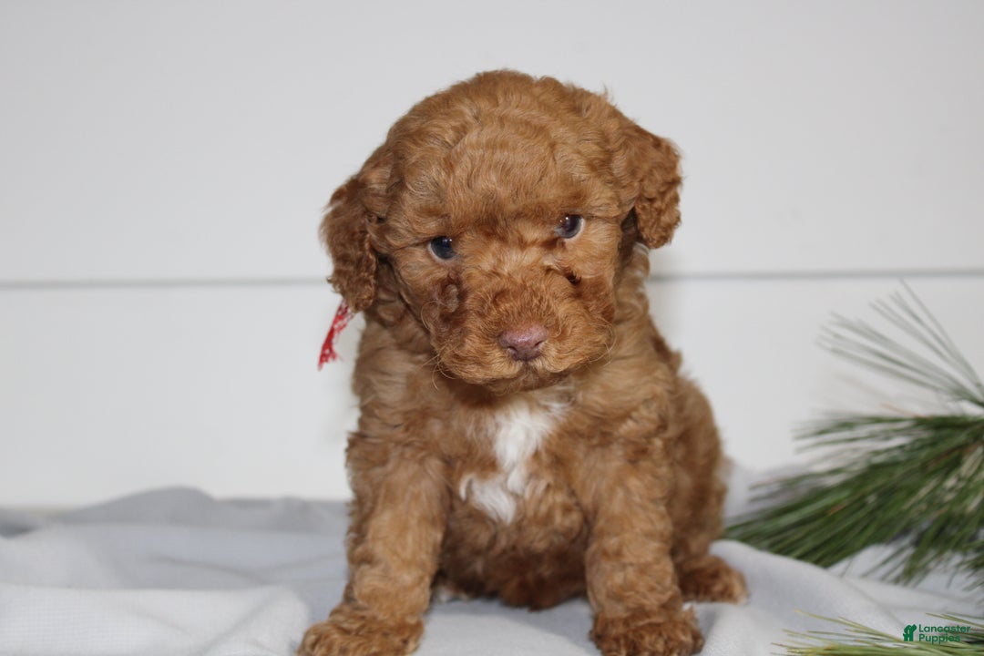 Miniature Poodle dogs for sale: Demascus - Ad 3
