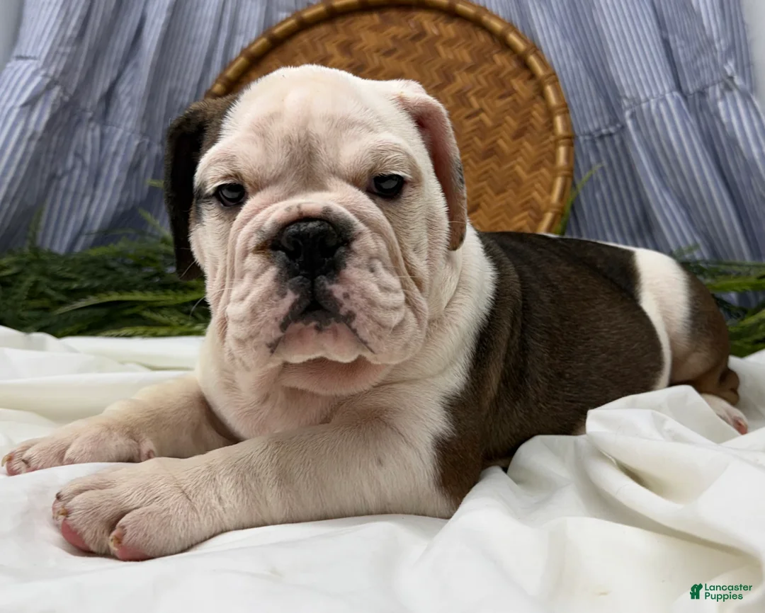 English Bulldog dogs for sale: Sawyer - Ad 3