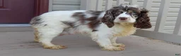 Cockapoo dogs for sale: Dakota - Ad 7