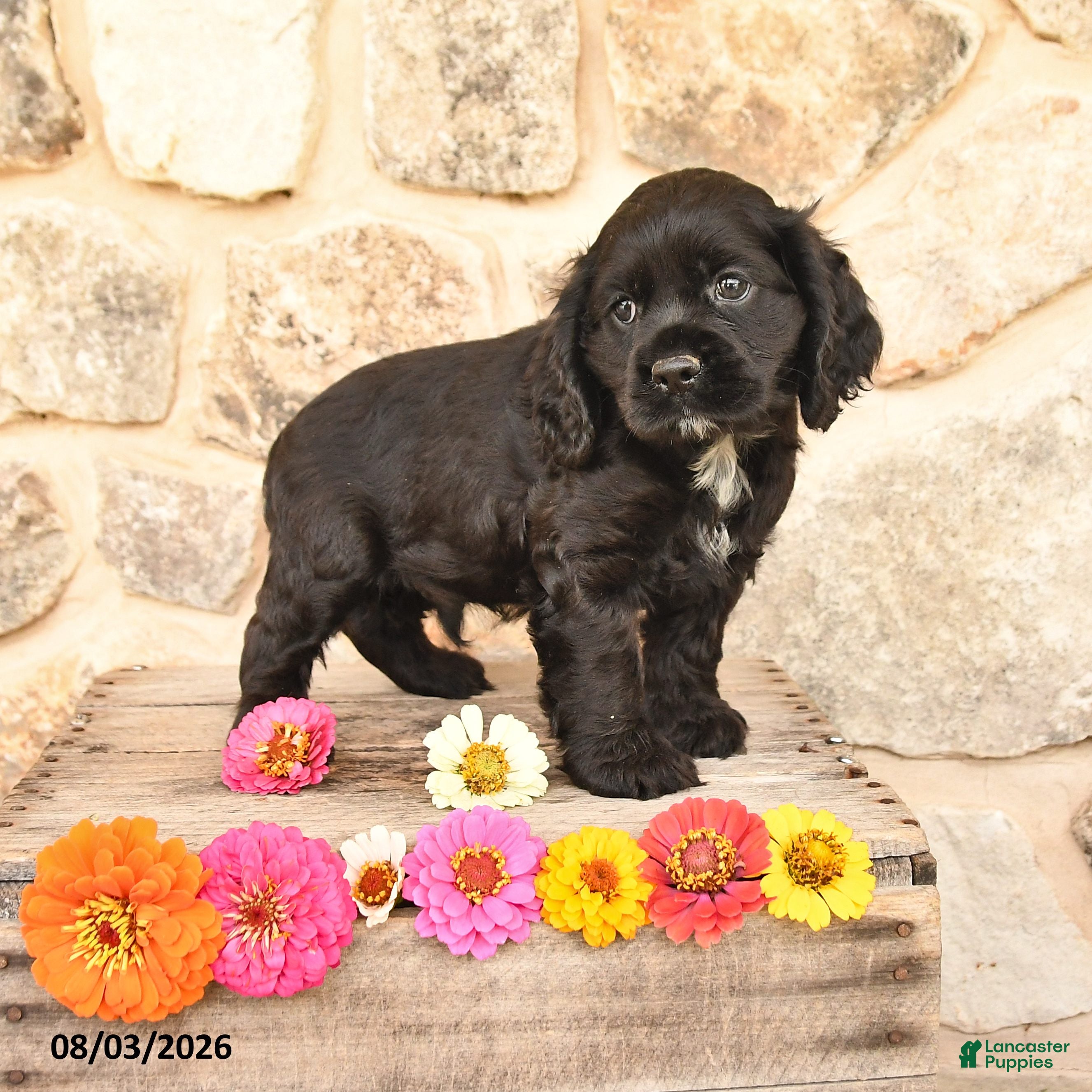Cocker Spaniel dogs for sale: Diamond - Ad 2