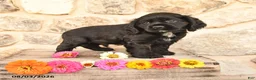Cocker Spaniel dogs for sale: Diamond - Ad 1