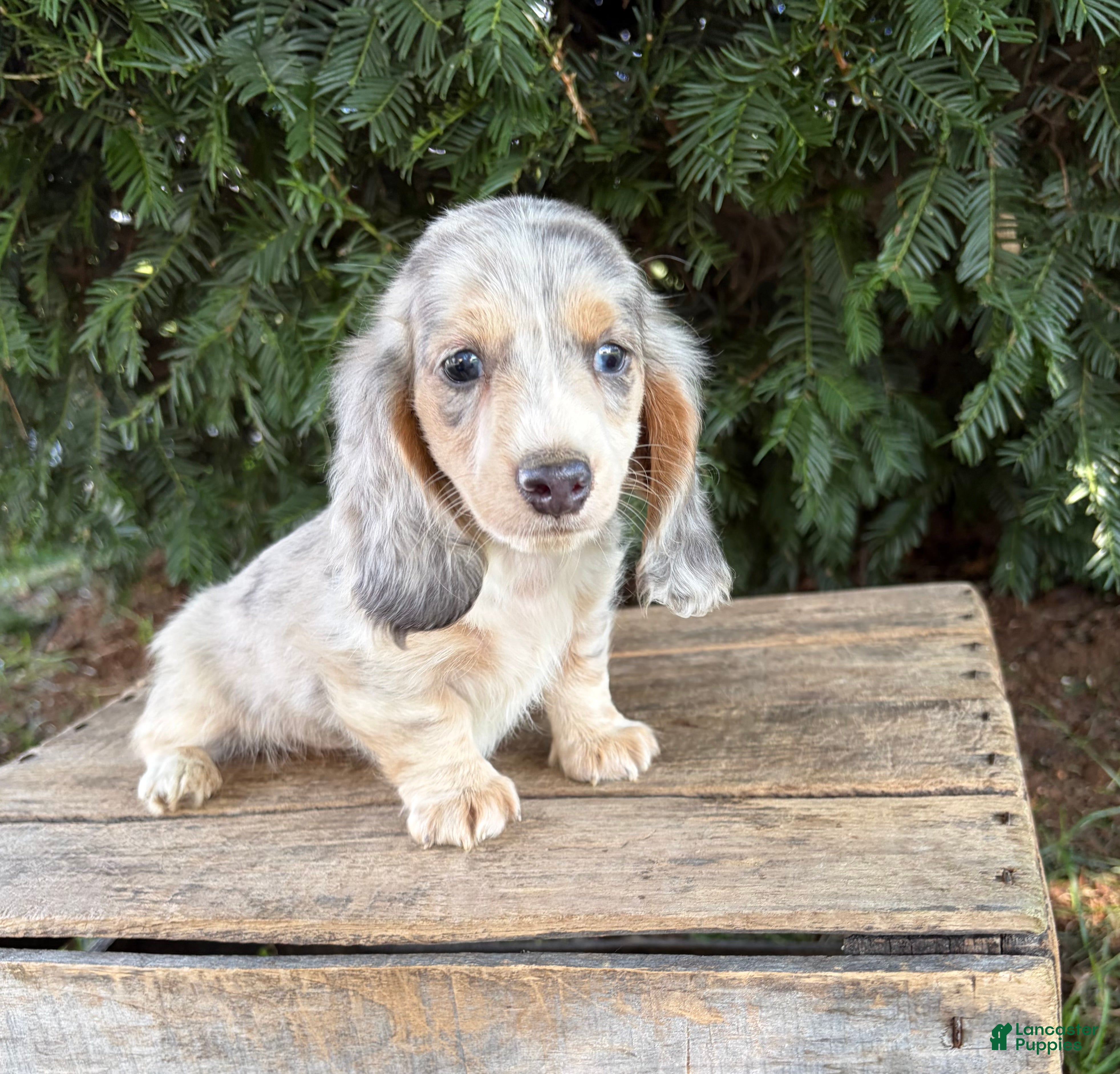 Dachshund dogs Jasper - Ad 1