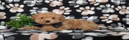 Toy Poodle dogs for sale: Walcott - Ad 5