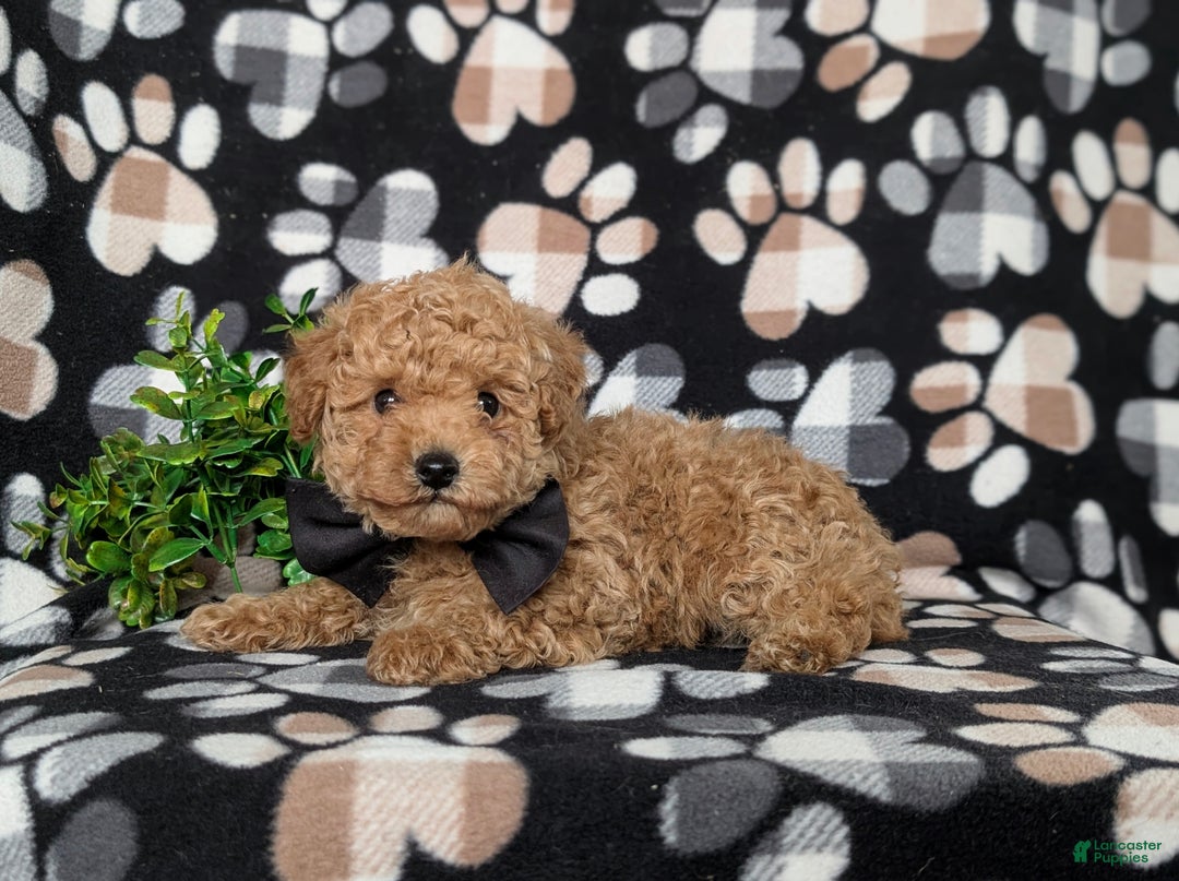Toy Poodle dogs for sale: Walcott - Ad 5