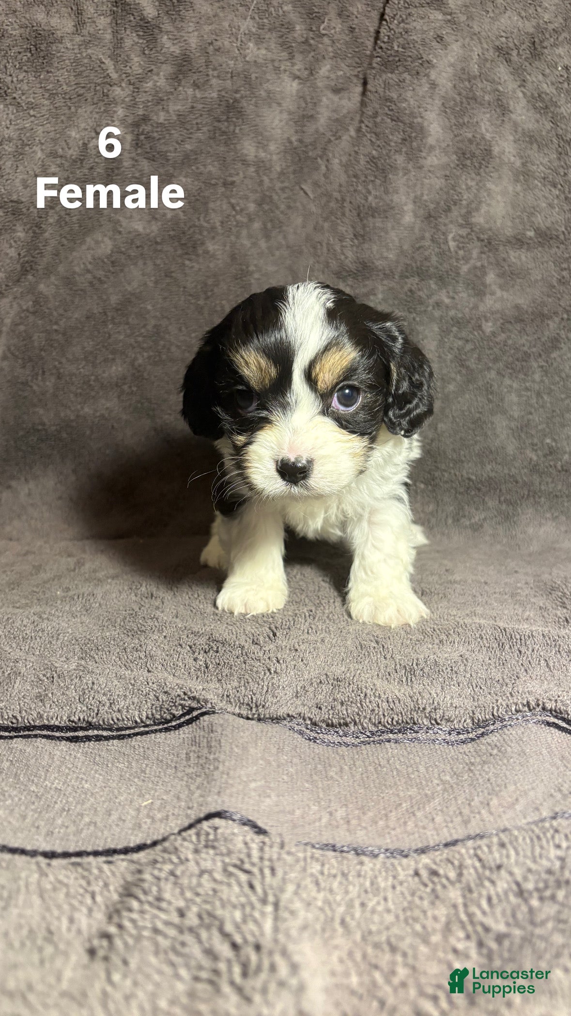 Mixed Breed dogs Mixed Breed Puppy 4 - Ad 20