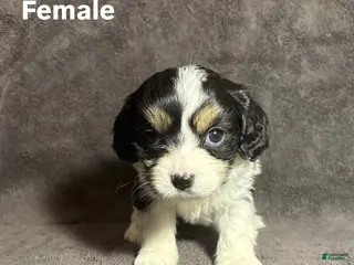 Mixed Breed dogs Mixed Breed Puppy 4 - Ad 20