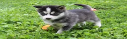 Siberian Husky dogs for sale: Reno - Ad 5