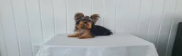 Yorkshire Terrier dogs for sale: Yorkshire Terrier Puppy 1 - Ad 4
