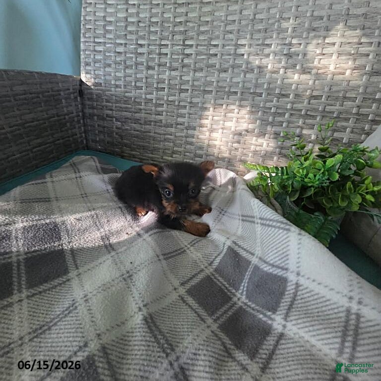 Yorkshire Terrier dogs Barbie - Ad 2