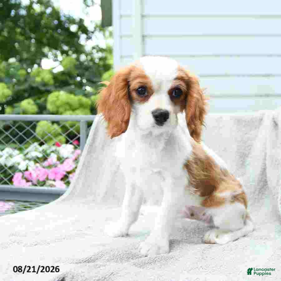 Cavalier King Charles Spaniel dogs Buddy - Ad 1