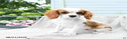 Cavalier King Charles Spaniel dogs for sale: Buddy - Ad 1