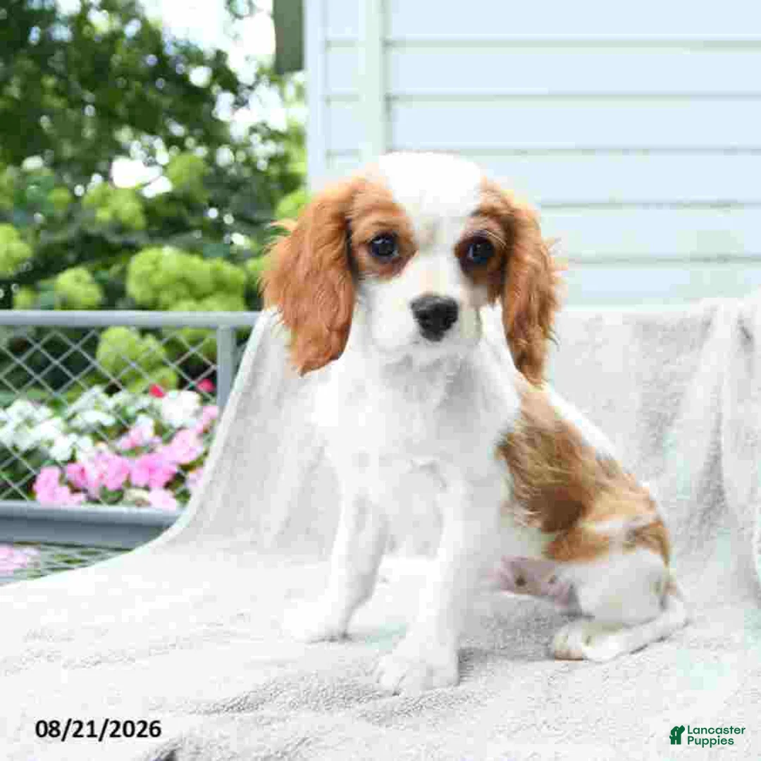 Cavalier King Charles Spaniel dogs for sale: Buddy - Ad 1