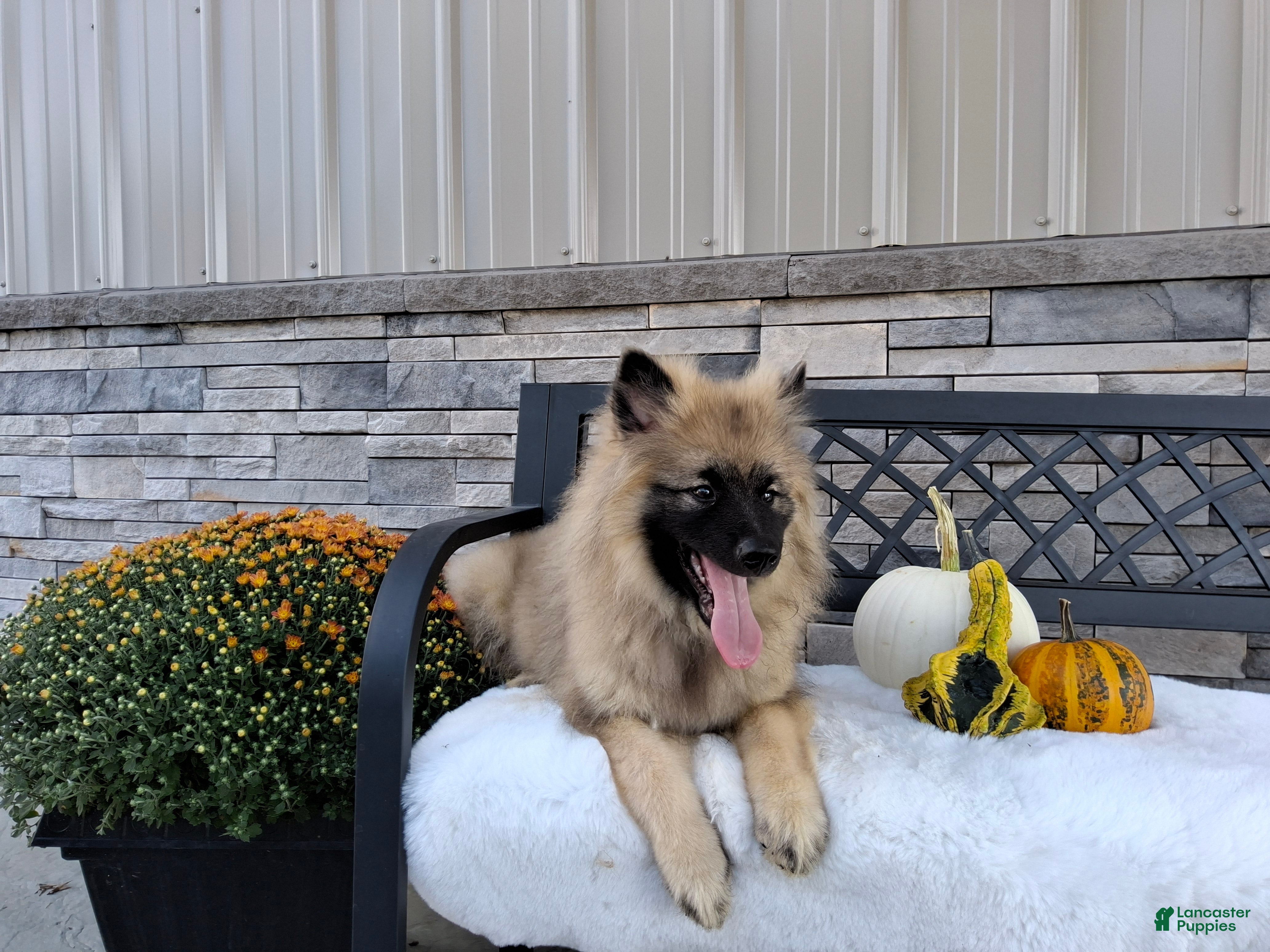 Keeshond dogs Daniel - Ad 2