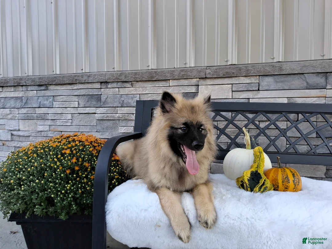 Keeshond dogs for sale: Daniel - Ad 2