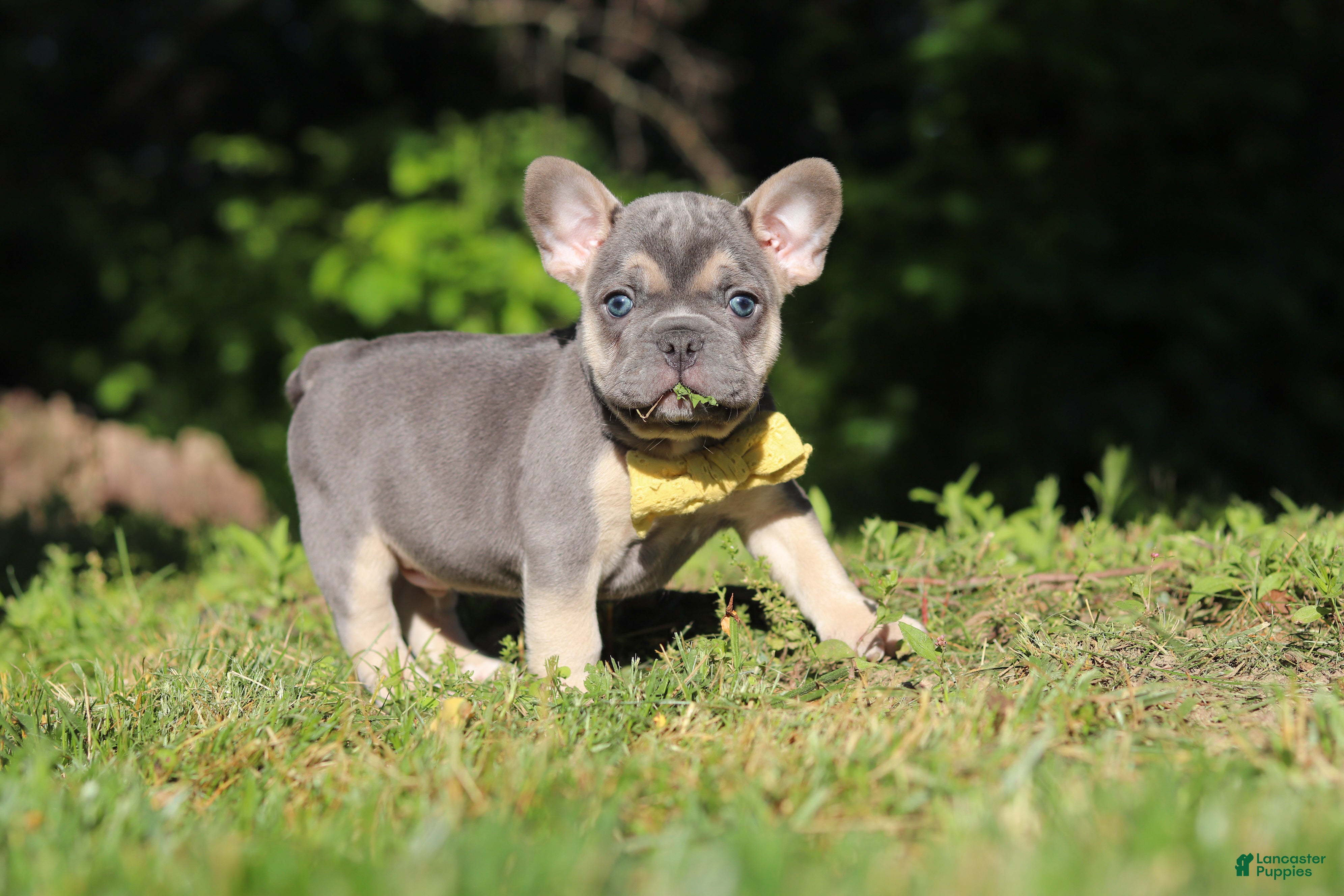 French Bulldog dogs for sale: Pete - Ad 1