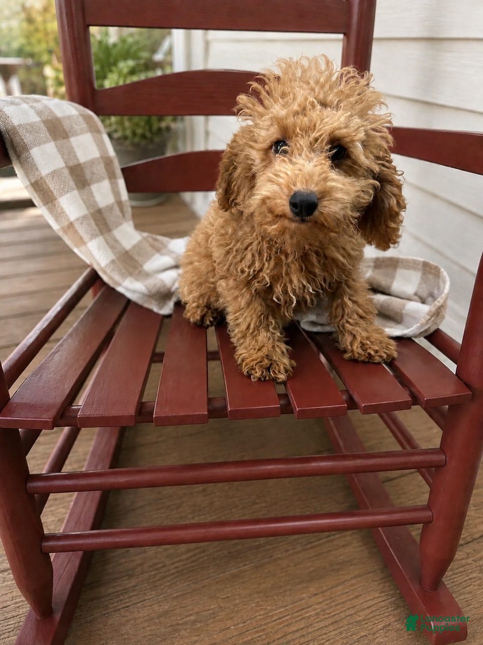 Mixed Breed dogs Trixie - Ad 40