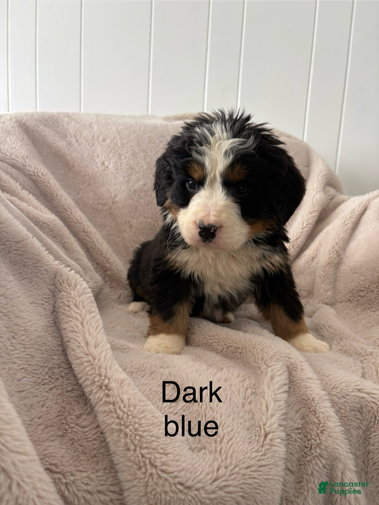 Bernese Mountain Dog dogs Dark Blue male  - Ad 12