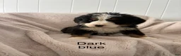 Bernese Mountain Dog dogs for sale: Dark Blue male  - Ad 1