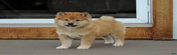 Shiba Inu dogs for sale: DAKOTA - Ad 5