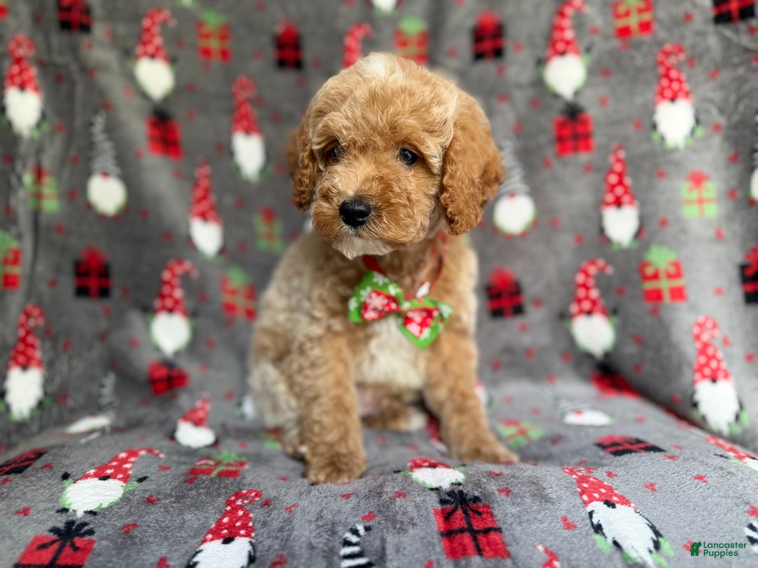 Cockapoo dogs for sale: Bean - Ad 6