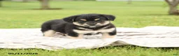 Mixed Breed dogs for sale: Noble - Ad 3