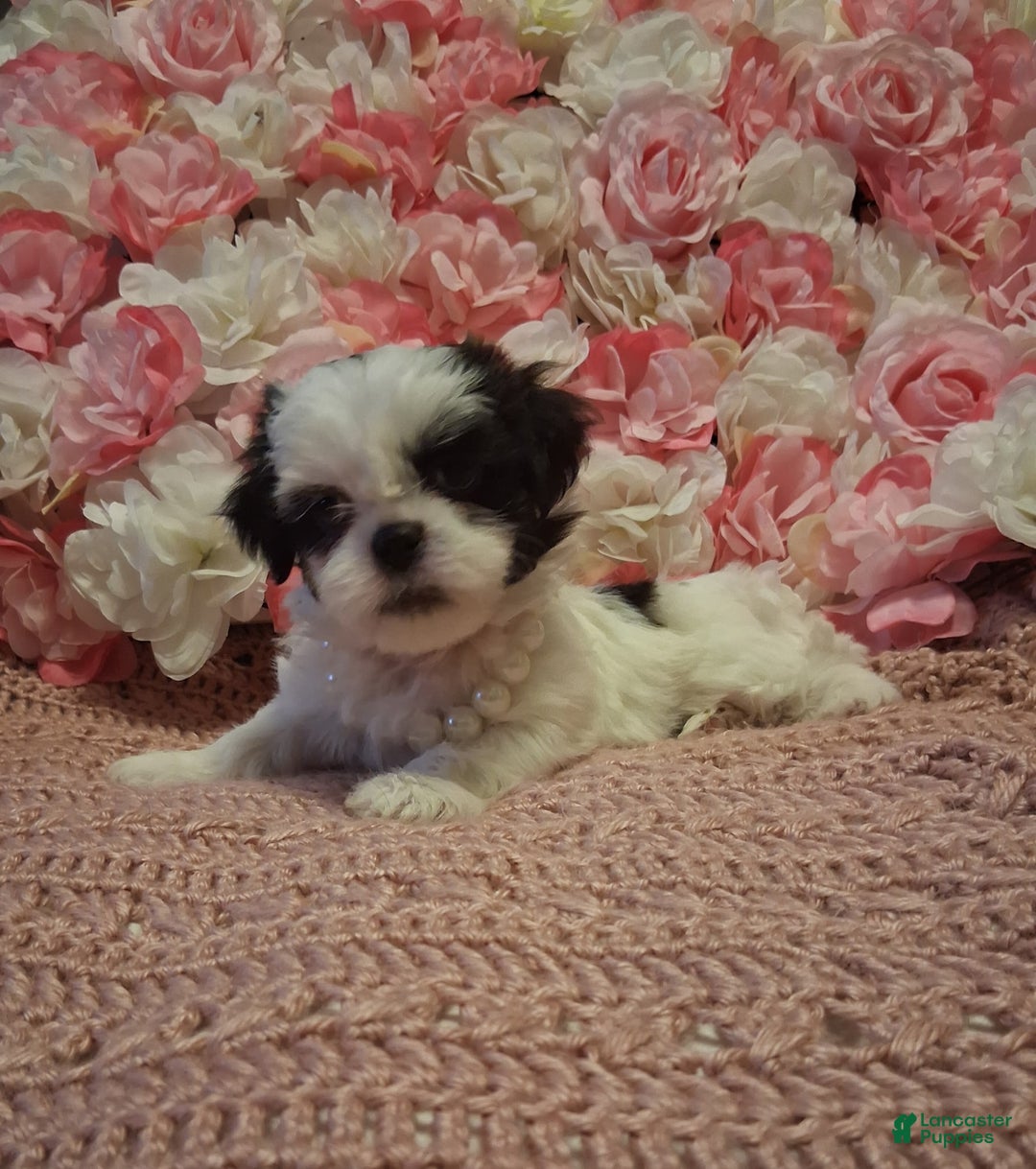 Shih Tzu dogs for sale: Bingo - Ad 3
