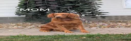 Golden Retriever dogs for sale: Murphy  - Ad 14