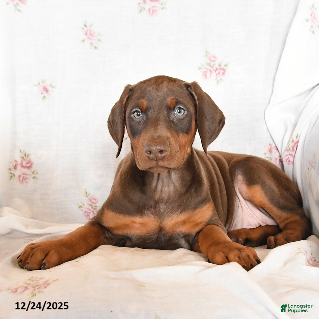 Doberman Pinscher dogs for sale: Sally - Ad 2