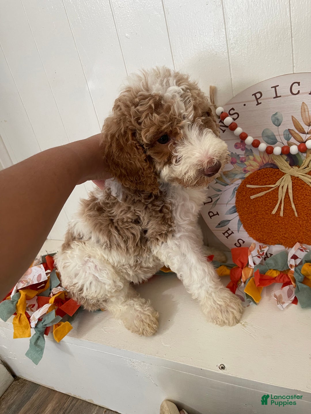 Standard Poodle dogs for sale: Standard Poodle Puppy 1 - Ad 4