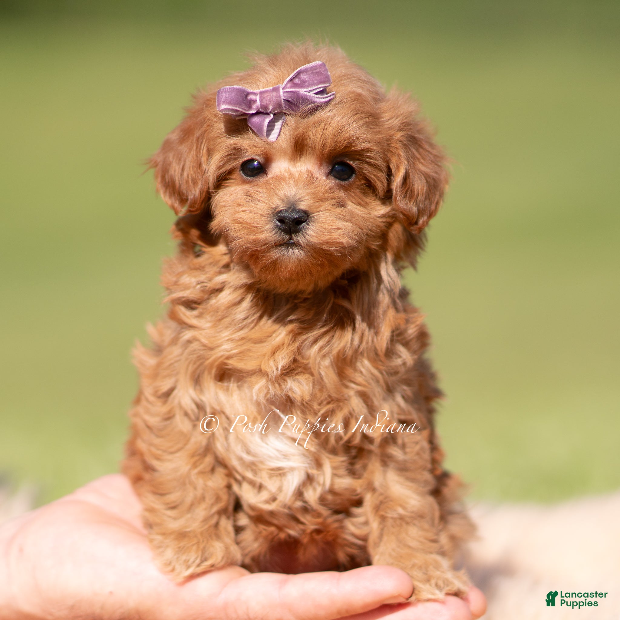 Maltipoo dogs Lyra F1B - Ad 30