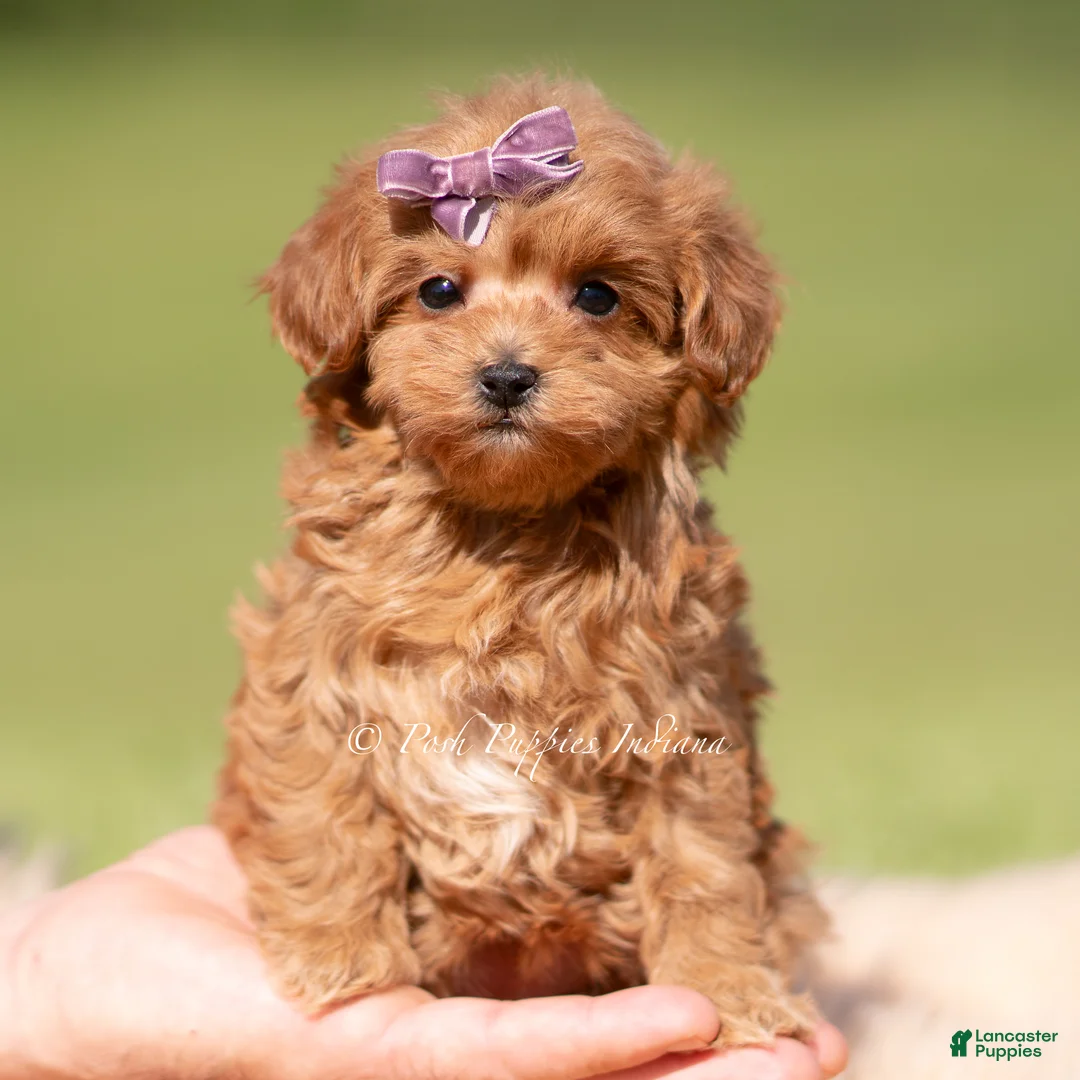 Maltipoo dogs for sale: Lyra F1B - Ad 1