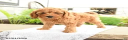 Miniature Poodle dogs for sale: Cuddly - Ad 4